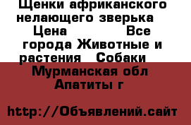 Щенки африканского нелающего зверька  › Цена ­ 35 000 - Все города Животные и растения » Собаки   . Мурманская обл.,Апатиты г.